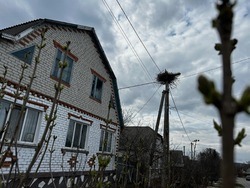 «Аисты возвращаются, значит они мои»: белгородка рассказала, что не прогоняла аистов из Томаровки