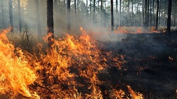 Жёлтый уровень погодной опасности объявили в Белгородской области из-за риска пожаров