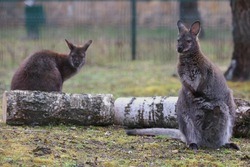 «Обе самки стали мамами»: в белгородском зоопарке на свет появились два кенгуру