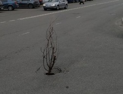 «Я вам тут дерево посадил»: белгородец прикрыл дыру в асфальте в центре города хворостом  