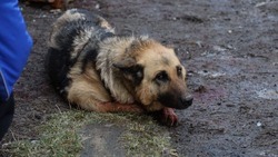 Пострадавшую в результате обстрела шебекинской Ржевки собаку отвезли к ветеринару