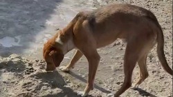 Стало известно о состоянии жестко избитого живодёрами пса Тоши в Белгороде  
