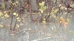 «Фекальное озеро» вторую неделю заливает улицу Дальнюю в Белгороде 