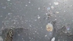 Химические разводы заметили белгородцы в Везёлке