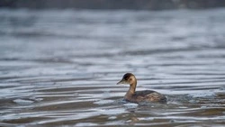 Редкая птица-поганка попала во внимание белгородских орнитологов на водоёмах области