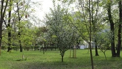 Мэрия Белгорода закупит саженцы и семена деревьев и кустарников на 5 млн рублей 