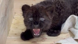 Пантеру Багиру в Белгородском зоопарке переведут в личный вольер в феврале