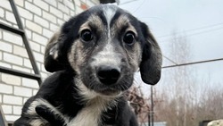 Пострадавший от обломков дрона ВСУ белгородский приют для собак восстановят к 1 июня 2025 года