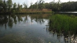 Рыбаки с электроудочками могли спровоцировать мор рыбы в одном из водоёмов Белгородской области