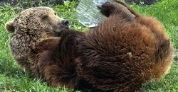 Медвежья бессонница: медведица Манюня из Белгородского зоопарка не торопится впадать в спячку 