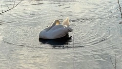 Зимовавший в Белгороде лебедь погиб из-за сильного мороза 