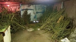 Белгородка попалась на хранении 16 килограммов конопли в своём гараже