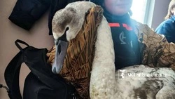 Ослабленного лебедя достали из Северского Донца в Белгороде 