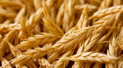 15 тонн ячменя на продажу стащили сотрудницы фермы из Старого Оскола 
