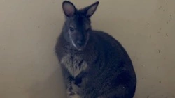 В семье кенгуру из Белгородского зоопарка родился малыш