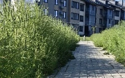 Белгородцы жалуются на заполонившую микрорайон Восточный в Белгороде амброзию 