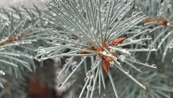 Потепление придëт в Белгородскую область в конце рабочей недели