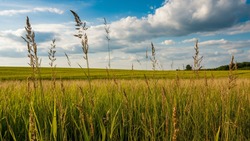 Более 400 га пахотных земель в Белгородской области заросли сорняком