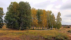 Белгородцев интересует, когда приведут в порядок лес вокруг «Олимпии» 