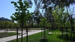 В Центральном парке Белгорода этой весной высадили 200 деревьев в рамках обновления зелëного каркаса