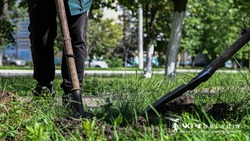 Почти полсотни молодых клёнов пополнили зелёный фонд Белгорода