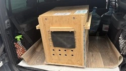 Кенгуру Беннета перебрался из Екатеринбурга в Белгород