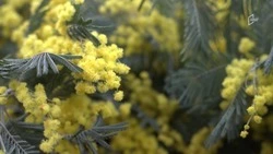 Пора цветов: какие цены предлагают покупателям уличные цветочные ярмарки Белгорода?