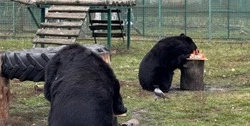 В Белгородском зоопарке торжественно проводили медведей в спячку