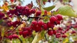 Ночной туман и небольшие дожди ожидаются в Белгородской области в среду