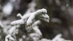 Шестиградусный мороз и снег ожидаются в Белгородской области во вторник 