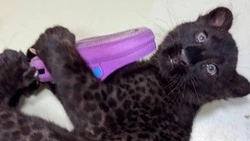 Любительница тапок: нетипичное для пантеры увлечение появилось у Багиры из Белгородского зоопарка