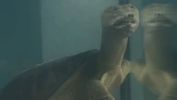 Китайский трионикс поселился в экзотариуме Белгородского зоопарка