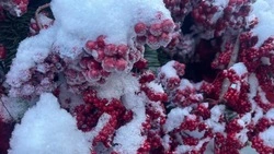 Снегопадом и 18-градусным морозом начнётся первая в году рабочая неделя в Белгородской области