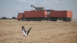 Нашествие луговых мотыльков и грызунов грозит посевам в Белгородской области из-за тёплой зимы 