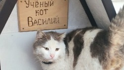   В одной из школ под Белгородом поселился учёный  кот 