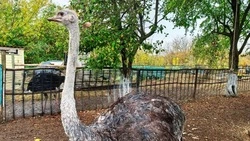 Страусы, павлины и алтайская белка нашли приют в семье жителя Шебекинского округа