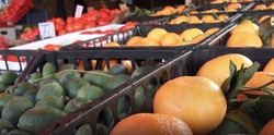 Следы пестицидов обнаружены в мандаринах, привезенных в Белгород из-за границы