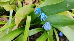 Дождливо и ветрено будет в Белгородской области во вторник