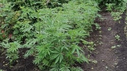 Жительницы белгородского села вырастили на огороде более двух тысяч кустов конопли
