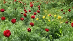 Два белгородских проекта стали победителями федерального конкурса «Город в деталях: живое наследие»