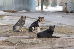 Полиция проводит проверку после заявления об убитых собаках в белгородском селе