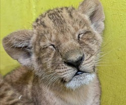 Зоопарк предложил белгородцам выбрать имя для четырёхмесячной львицы