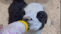 В Белгородском зоопарке выхаживают новорождённую ламу, от которой отказалась мать