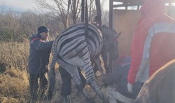 Сбежавшую при пожаре в Старооскольском зоопарке зебру поймали