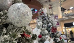Белгородцы смогут выбрать лучшую ёлку России