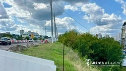 Вырубленные на Новом мосту Белгорода деревья оказались вредным сорняком