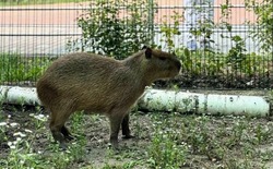 Новую капибару Савелия привезли в зоопарк Белгорода 