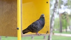 Белгородцам рассказали, как бороться с «голубиной проблемой на балконе»