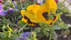 Закупка однолетников для клумб Белгорода обойдётся в 3 млн рублей