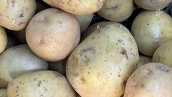 Вячеслав Гладков рассказал о росте урожая овощей в Белгородской области 